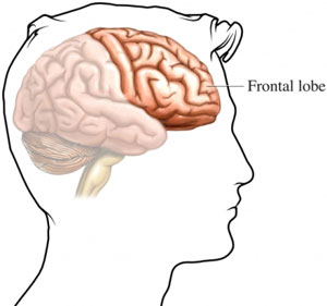 Frontal Lobe